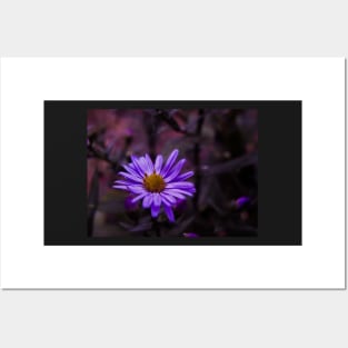 Purple Flower in the Dark - macro Posters and Art